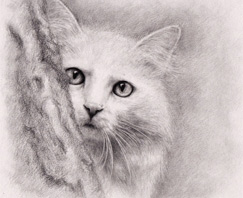 躲在背后猫猫的渴望：素描基础绘画教程