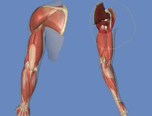 手臂结构的骨骼及肌肉全面解析